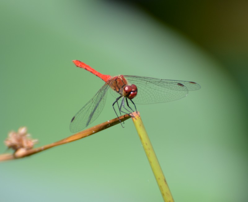 Sympetrum, ogni volta un problema:  Sympetrum sanguineum